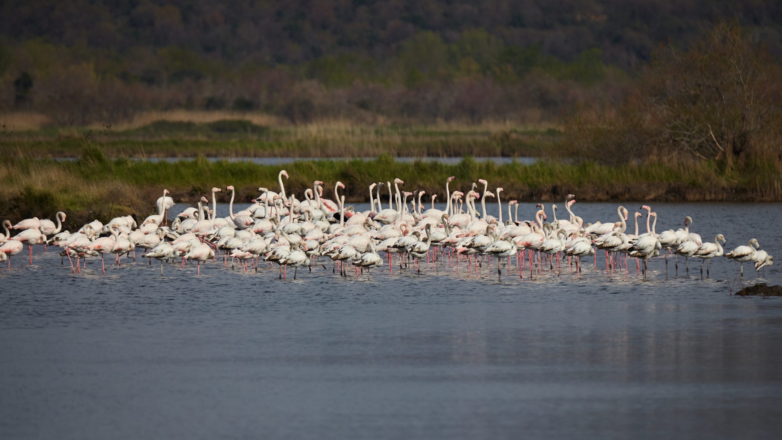 Birdwatching at Souss-Massa National Park – A Haven for Wildlife Lovers